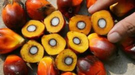 Harga sawit yang sangat jatuh saat ini sangat berdampak pada nasib sehari-hari para petani. (Dok. Riau.go.id)