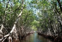 Ilustrasi Ekosistem Mangrove. (Pixabay.com/Ravini)
