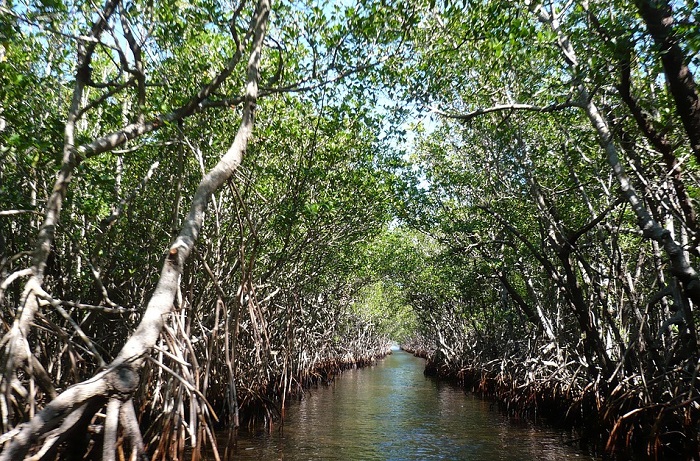 Ilustrasi Ekosistem Mangrove. (Pixabay.com/Ravini)
