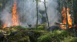 Ilustrasi Kebakaran Hutan. (Pixabay.com/Ylvers)