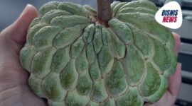 Srikaya mengandung berbagai nutrisi penting seperti vitamin C, vitamin B kompleks, vitamin E, vitamin K, kalium, magnesium, dan serat. (Dok. Bisnisnews.com/Banny Rachman)