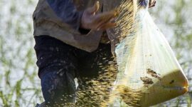 Ilustrasi Jenis Pupuk. (Pixabay.com/nguyendinhson067)