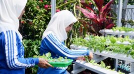 Pemberdayaan Positif dan Menghasilkan dari Menanam di Lahan Sempit, BRI Peduli Bertani di Kota (BRInita) di Banjarmasin.
