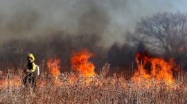 Lahan Gunung Lawu Terbakar. (Pixabay.com/terski)
