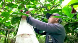 Pelaku UMKM Kopi. (Dok. Bank BRI)
