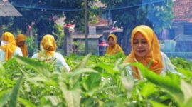 Berkat dukungan BRI Peduli, melalui BRI Bertani di Kota (BRInita), masyarakat di Kelurahan Bendan Ngisor, Kecamatan Gajahmungkur, Kota Semarang mampu menghasilkan sayur mayur di lahan yang sempit. (Dok.BRI)