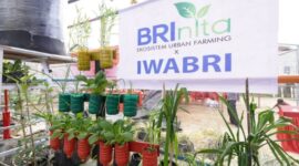 Melalui program BRInita (Bertani di Kota), BRI terus melakukan wujud nyata dan bertanggung jawab sosial guna mendorong perbaikan ekosistem lingkungan. (Dok. BRI)