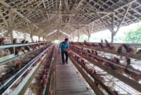 Klaster Usaha Mandiri Makmur Lampung. (Dok. BRI)