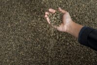 Salah satu produsen kopi terkenal di Indonesia ternyata ada yang berasal dari Papua, tepatnya di kampung Ambaidiru di Kab. Kepulauan Yapen, Provinsi Papua. (Dok. BRI)