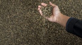 Salah satu produsen kopi terkenal di Indonesia ternyata ada yang berasal dari Papua, tepatnya di kampung Ambaidiru di Kab. Kepulauan Yapen, Provinsi Papua. (Dok. BRI)