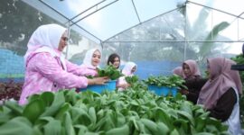 Ekosistem urban farming yang dijalankan ibu-ibu Kelurahan Sudirejo I. (Dok. BRI)