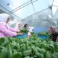 Ekosistem urban farming yang dijalankan ibu-ibu Kelurahan Sudirejo I. (Dok. BRI)