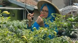 Urban Farming di Kelurahan Padjajaran, Kecamatan Cicendo, Kota Bandung. (Dok. BRI)
