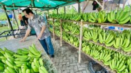 Klaster Usaha Pisang Cavendish Sumber Makmur Organik Wonorejo. (Dok. BRI)