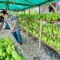 Klaster Usaha Pisang Cavendish Sumber Makmur Organik Wonorejo. (Dok. BRI)