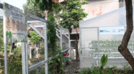 Satu wilayah yang menerapkan pengembangan dan budi daya tanaman hidroponik adalah Kampung Hijau Kemuning yang merupakan salah satu wilayah di Kecamatan Curug, Kelurahan Binong, Kabupaten Tangerang. (Dok. BRI)