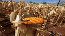 Situasi produksi jagung di beberapa sentra produsen yang saat ini tengah melimpah. (Dok. Tim Komunikasi Bapanas)