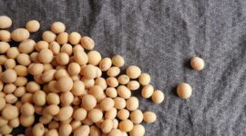 Kacang Kedelai. (Pixabay.com/pnmralex)