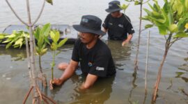 Melalui Program BRI Menanam - Grow & Green Penanaman, bantuan bibit mangrove tersebut diharapkan dapat memberi dampak positif bagi lingkungan khususnya memulihkan ekosistem di wilayah Muaragembong. (Dok. BRI)