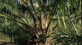 Perkebunan Sawit. (Pixabay.com/sarangib)