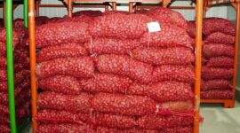 Kepala Badan Pangan Nasional (Bapanas) Arief Prasetyo Adi Meninjau produksi bawang merah  di Brebes, Jawa Tengah. (Dok. Tim Komunikasi Bapanas)