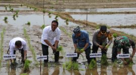 Wakil Menteri Pertanian (Wamentan) Sudaryono meninjau percepatan tanam di Kabupaten Jepara, Jawa Tengah. (Dok. Kementan)