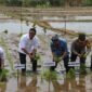 Wakil Menteri Pertanian (Wamentan) Sudaryono meninjau percepatan tanam di Kabupaten Jepara, Jawa Tengah. (Dok. Kementan)