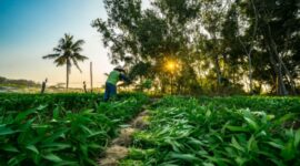 PT. Bank Rakyat Indonesia (Persero) Tbk menegaskan komitmen dalam menyukseskan program Makan Bergizi Gratis (MBG) melalui pembiayaan dan pemberdayaan. (Dok. BRI)