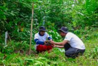 Program BRI Menanam - Grow & Green yang dilaksanakan di lahan kritis yang terletak kampung Tanjung Prepat, Kabupaten Berau, Provinsi Kalimantan Timur. (Dok. BRI)