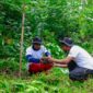 Program BRI Menanam - Grow & Green yang dilaksanakan di lahan kritis yang terletak kampung Tanjung Prepat, Kabupaten Berau, Provinsi Kalimantan Timur. (Dok. BRI)