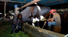Tommy Wavolta sukses bangun Dara Farm berkat KUR BRI. Produksi pakan ternak capai 15 ton per bulan, pasok hingga luar daerah. (Dok. BRI)