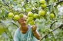Photo shows a joyful farmer looking at a Yulu fragrant pear in Xi County of Shanxi Province, north China.